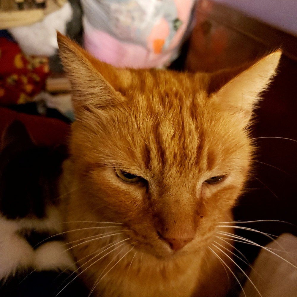 Meet your Posher, Tammy